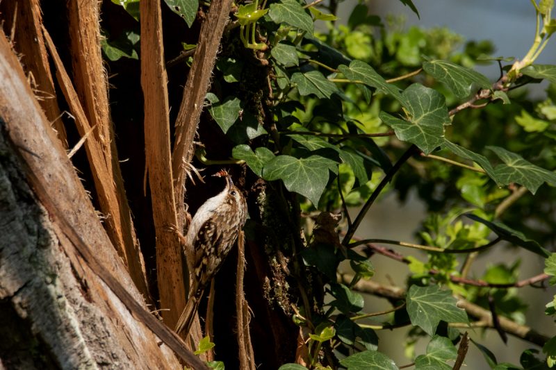 Grimpereau des jardins apportant un insecte dans son nid